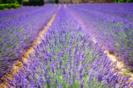 Champs de lavandes Provence Lavender fields Finding France