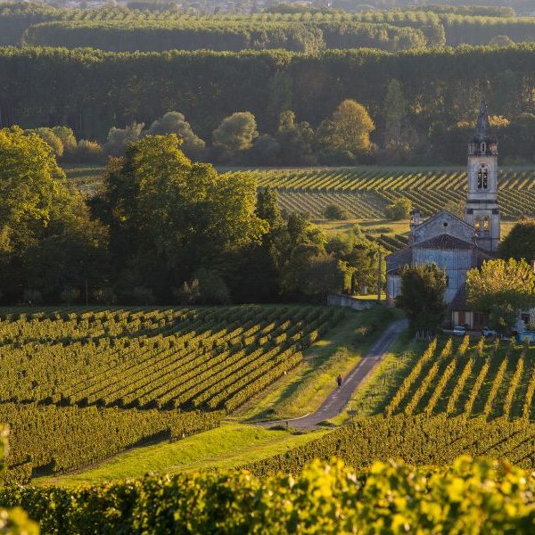 Vineyard landscape-Vineyard south west of France-Sauternes