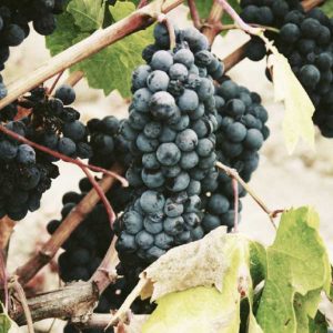 bordeaux-2day-itinerary-finding-france-grapes
