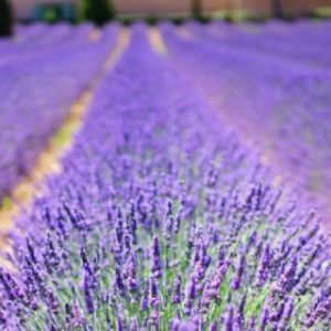 provence-6day-itinerary-finding-france-lavande